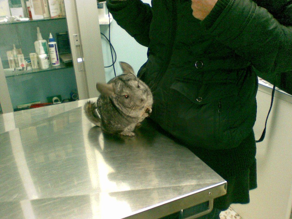 Una chinchilla sobre la mesa de exploración durante su revisión