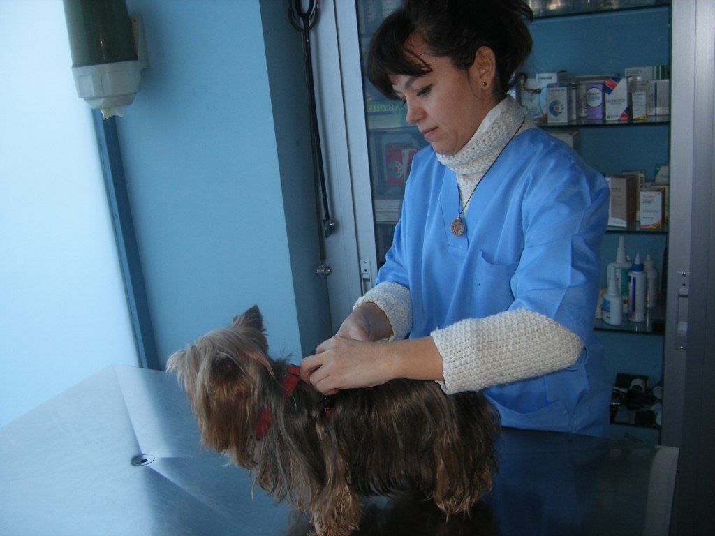 La veterinaria examina a Din, un yorkshire, en la consulta