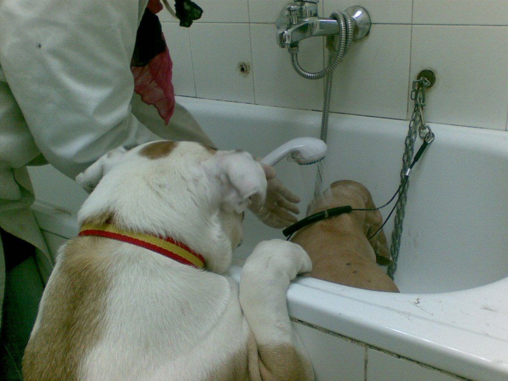 Dos perros durante su baño en la clínica